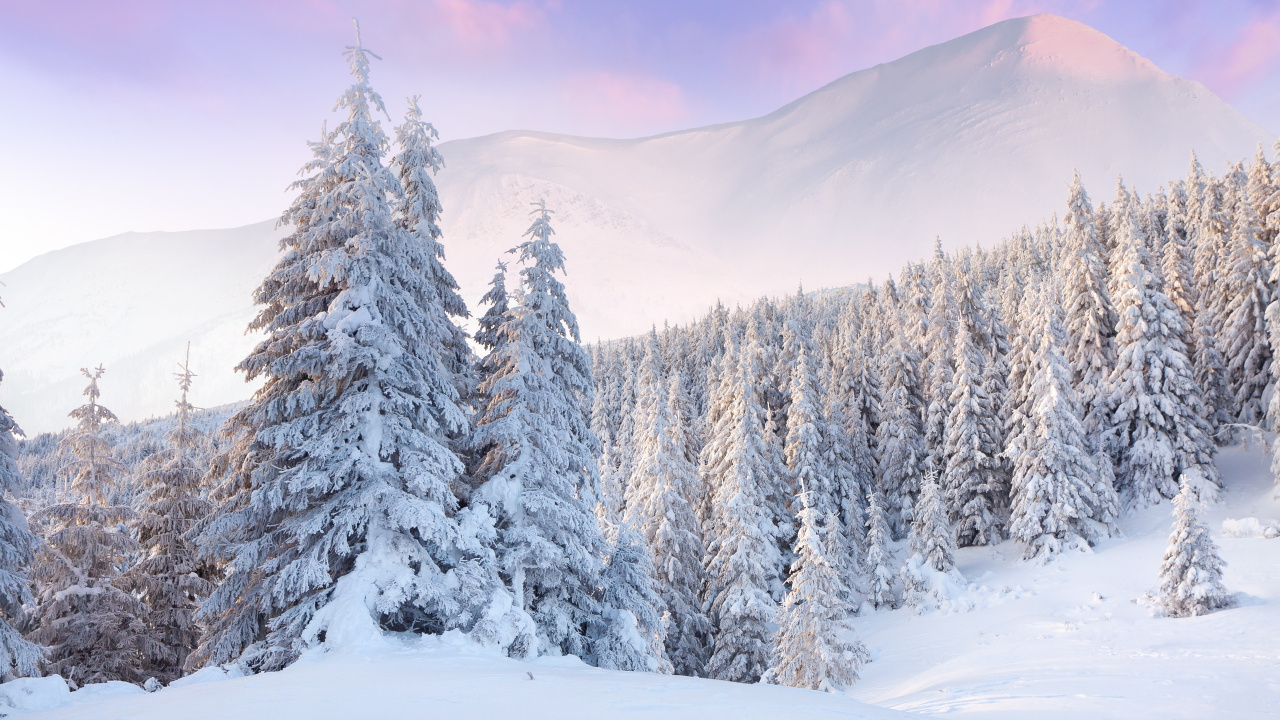Snow Covered Pine Trees During Daytime. Wallpaper in 1280x720 Resolution