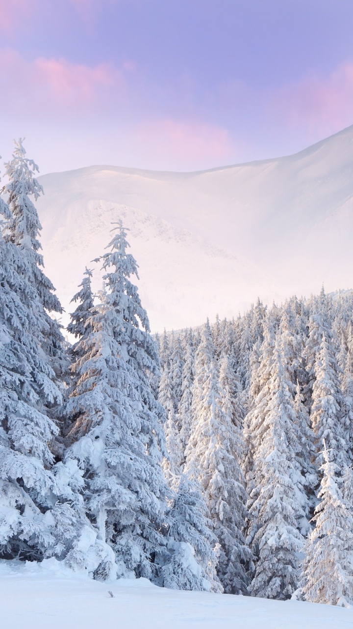Snow Covered Pine Trees During Daytime. Wallpaper in 720x1280 Resolution