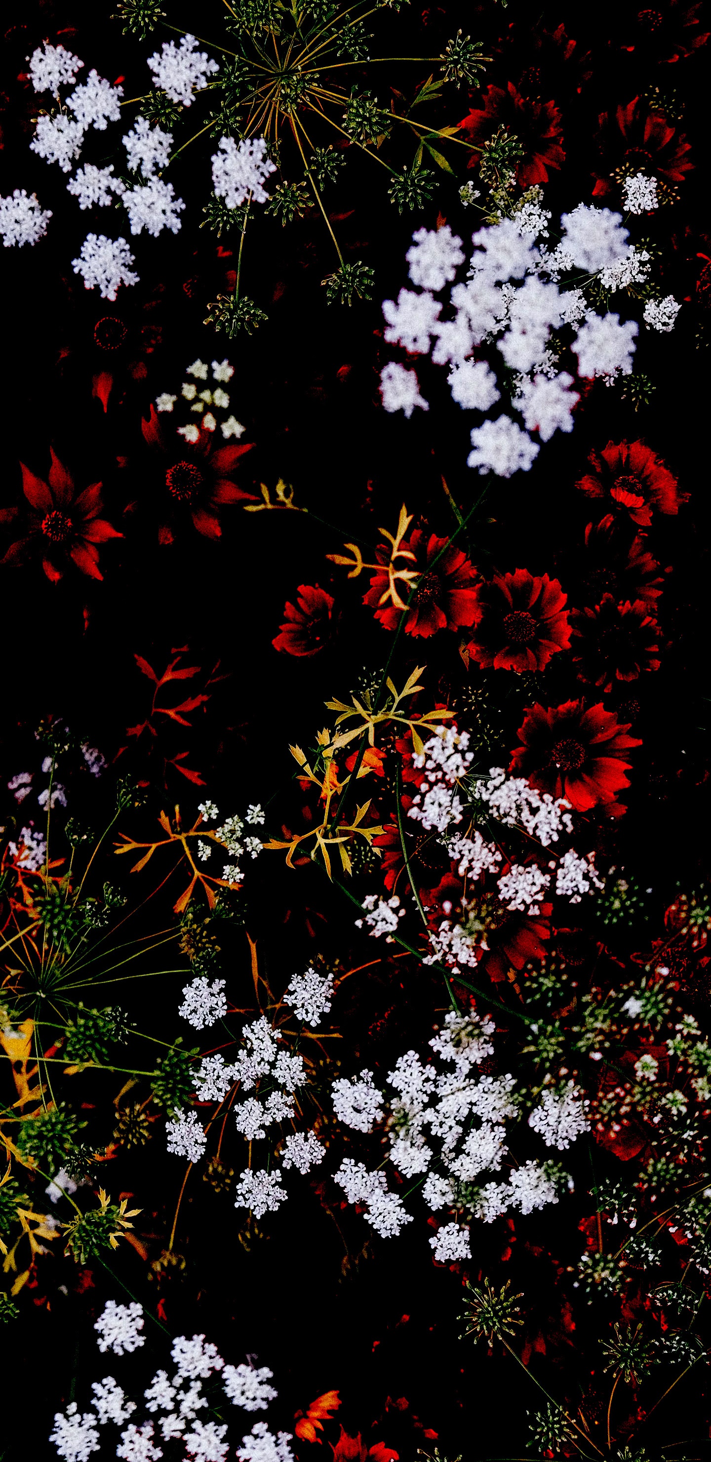 Botanique, Végétation, Rameau, Plante Terrestre, Plantes Ligneuses. Wallpaper in 1440x2960 Resolution