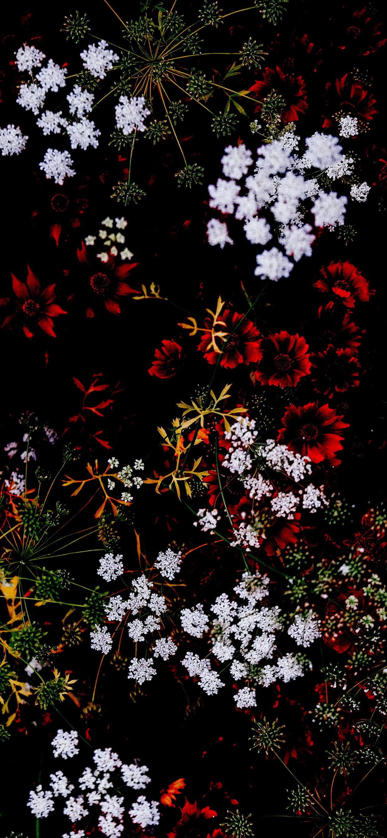 Flower, Plant, Botany, Branch, Vegetation. Wallpaper in 1242x2688 Resolution