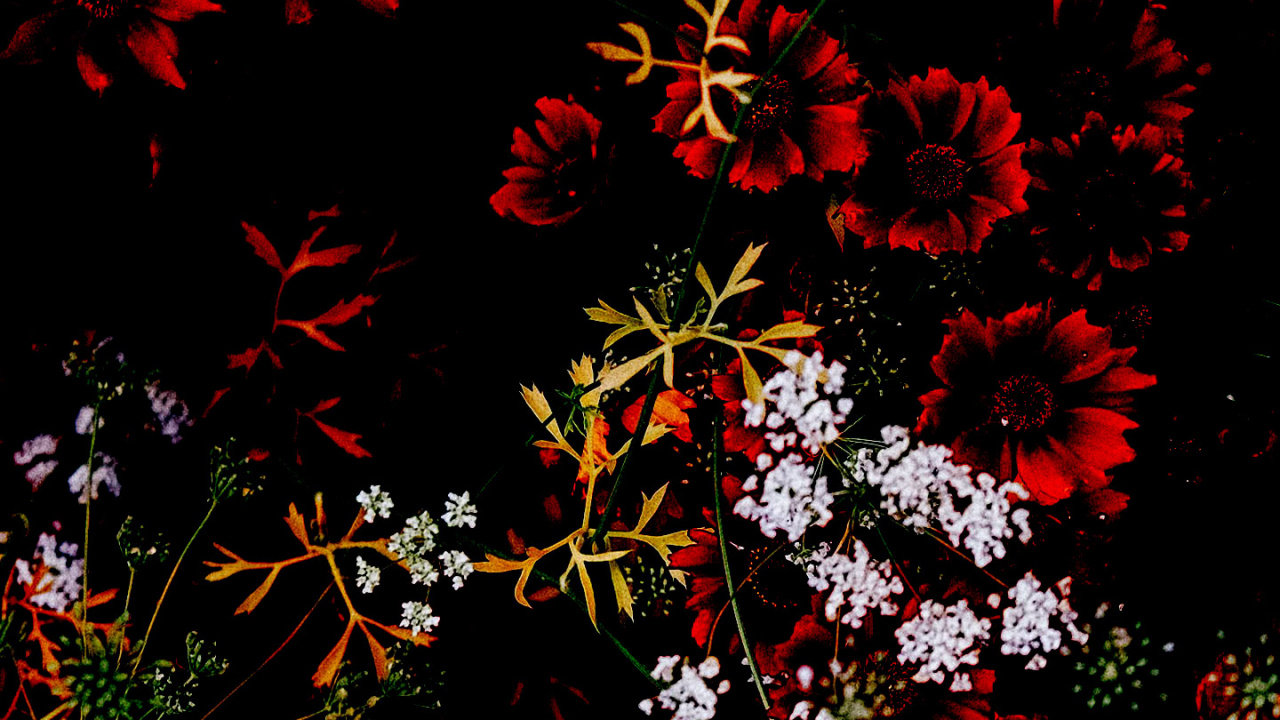 la Botánica, Sucursal, la Vegetación, Ramita, Planta Terrestre. Wallpaper in 1280x720 Resolution