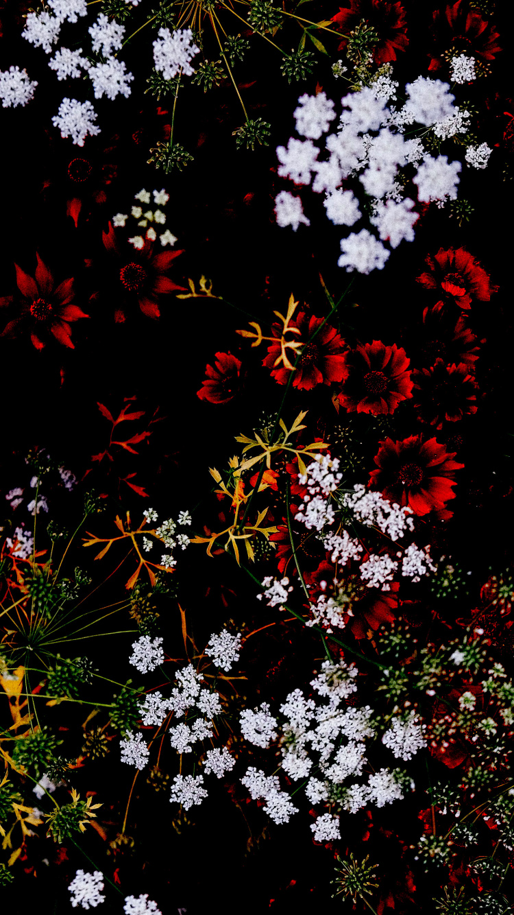 la Botánica, Sucursal, la Vegetación, Ramita, Planta Terrestre. Wallpaper in 750x1334 Resolution