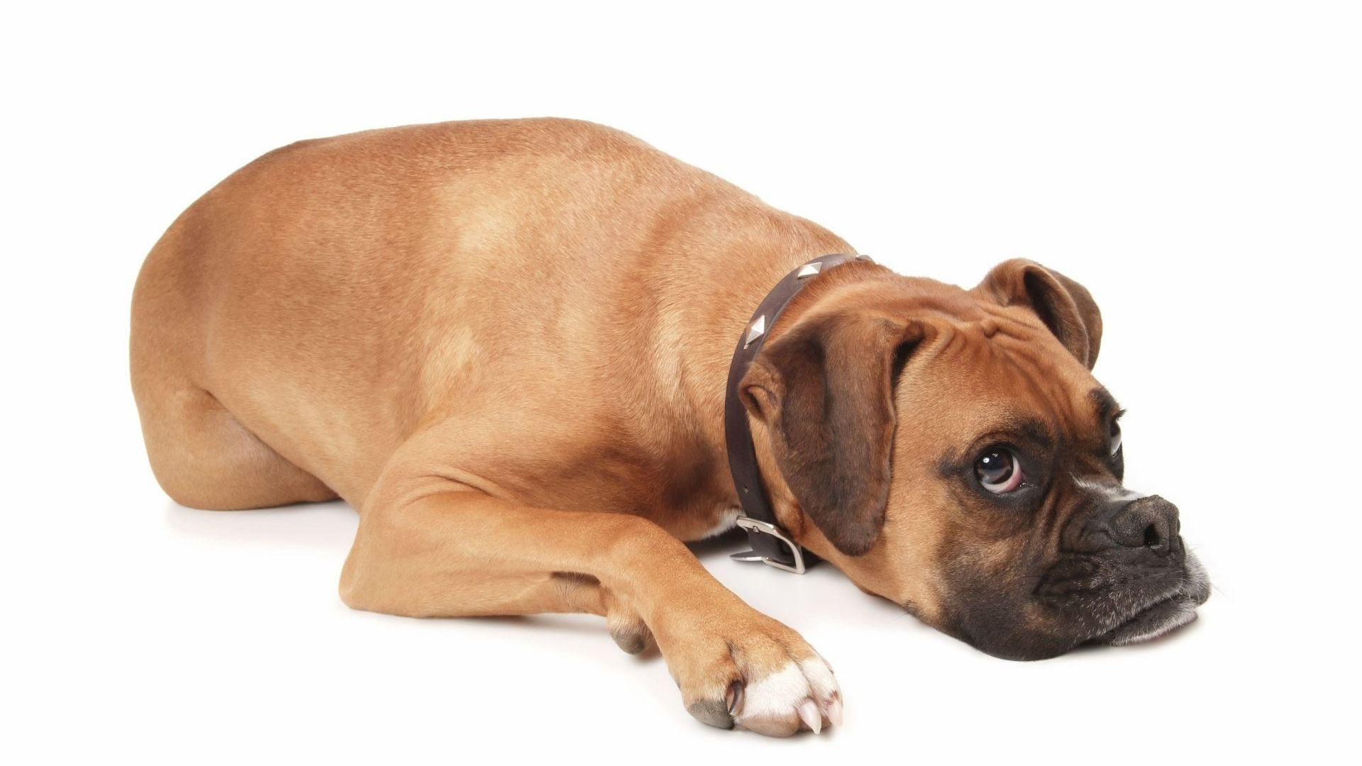 Brown and Black Short Coated Dog. Wallpaper in 1920x1080 Resolution