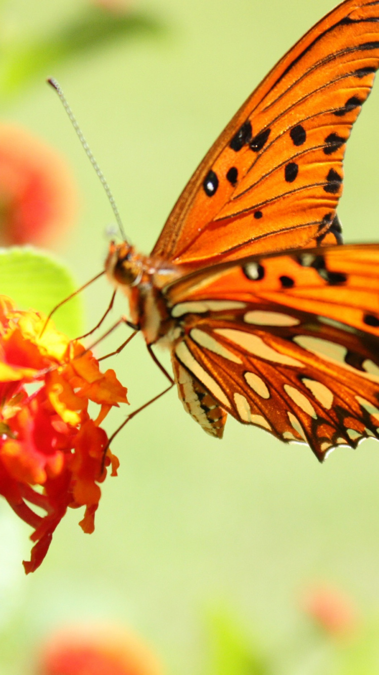 Orange and Black Butterfly Perched on Green Plant. Wallpaper in 750x1334 Resolution