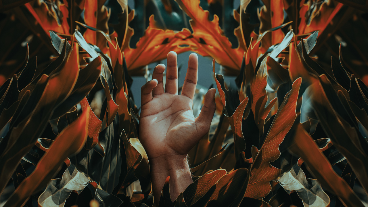 Mano de Personas en Hojas Marrones. Wallpaper in 1280x720 Resolution