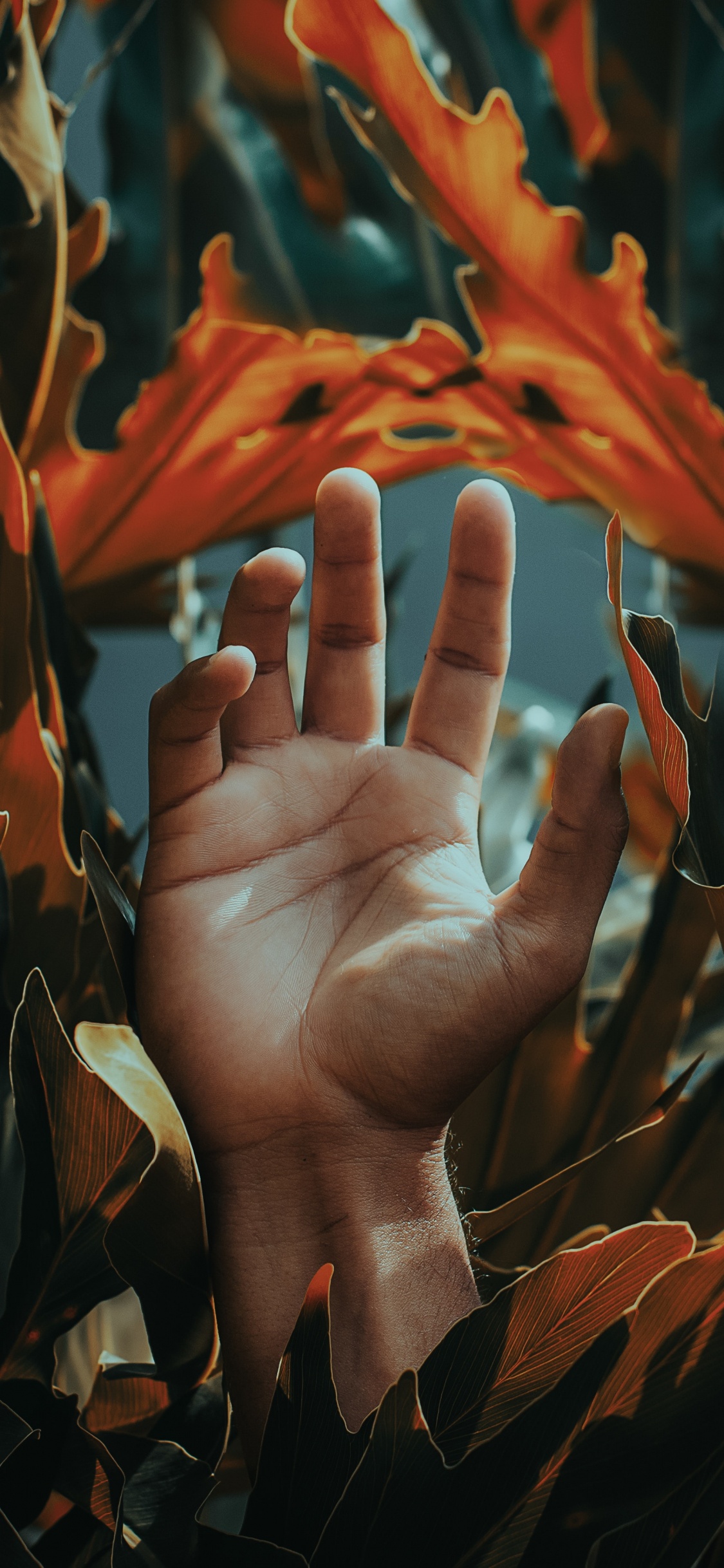Persons Hand on Brown Leaves. Wallpaper in 1125x2436 Resolution
