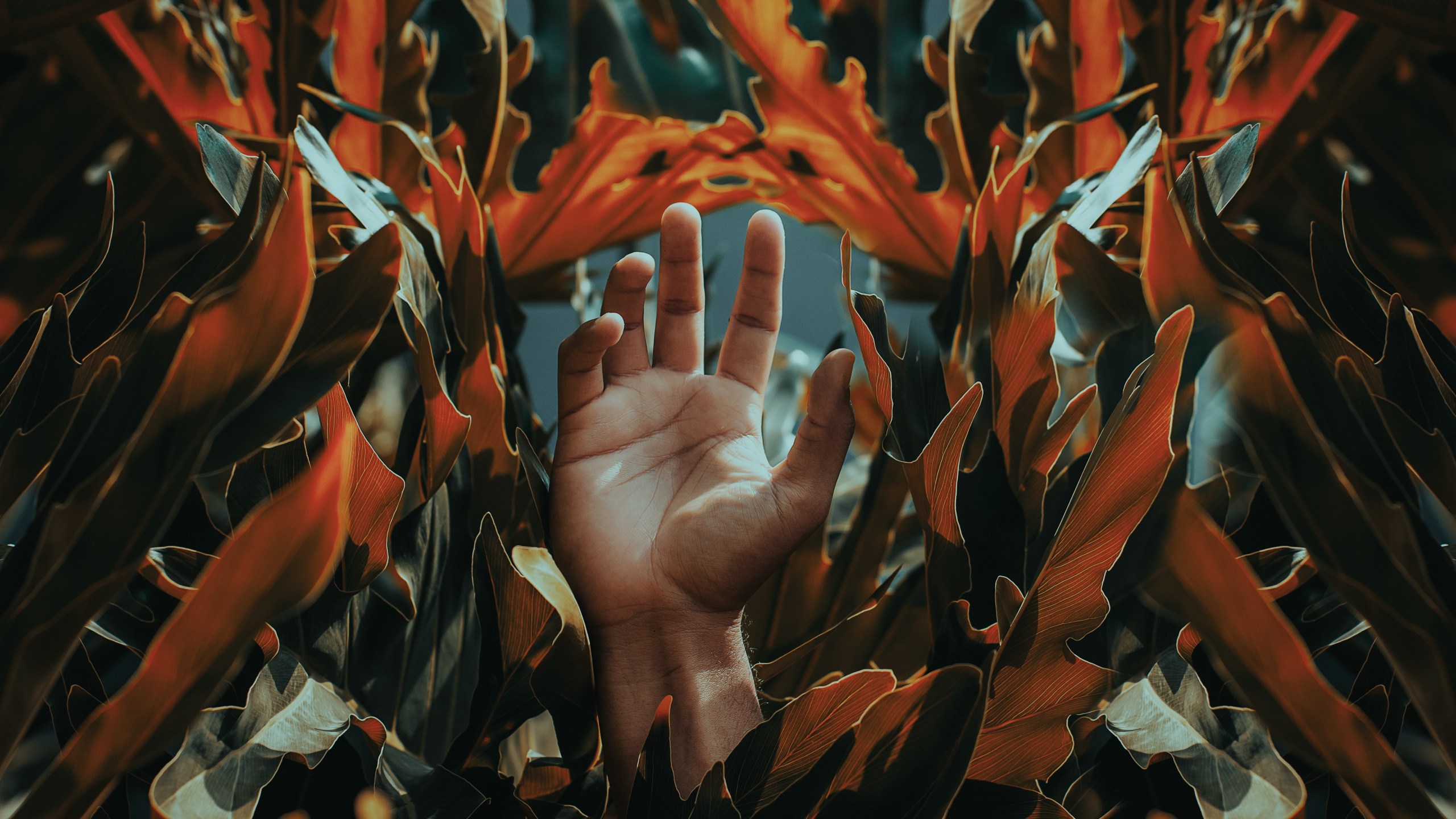 Persons Hand on Brown Leaves. Wallpaper in 2560x1440 Resolution