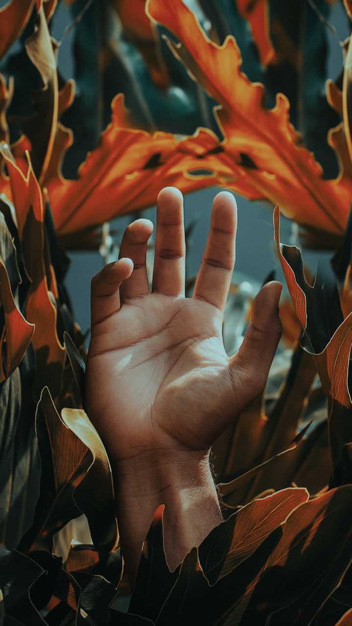 Persons Hand on Brown Leaves. Wallpaper in 720x1280 Resolution