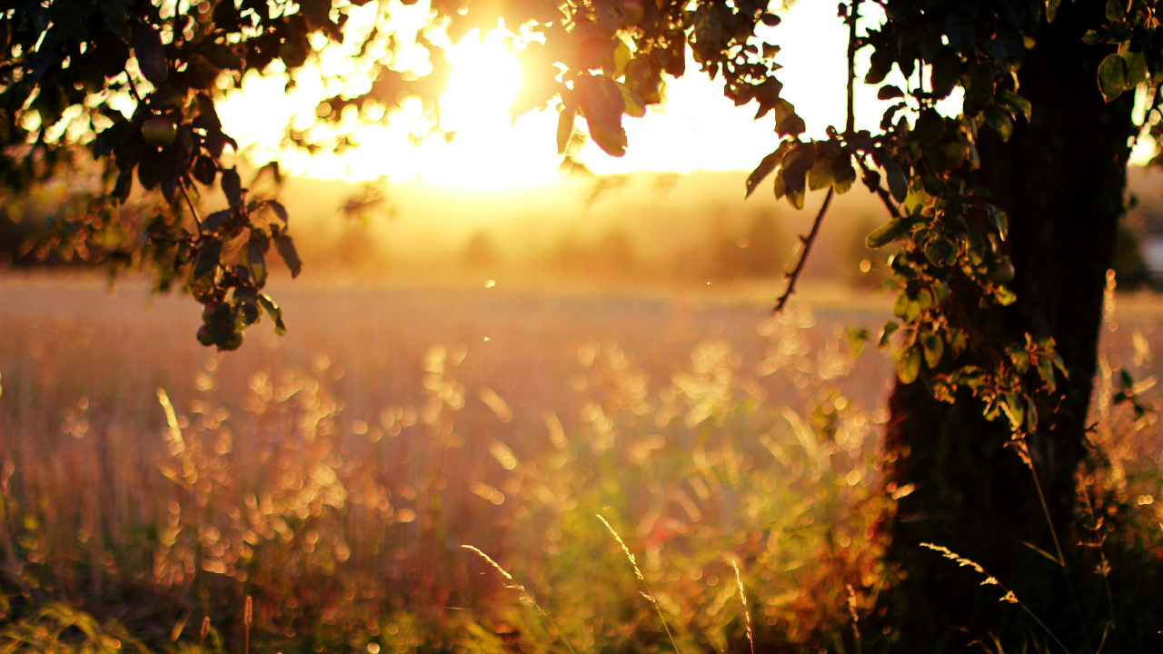 Champ D'herbe Verte Près du Plan D'eau Pendant le Coucher du Soleil. Wallpaper in 1280x720 Resolution