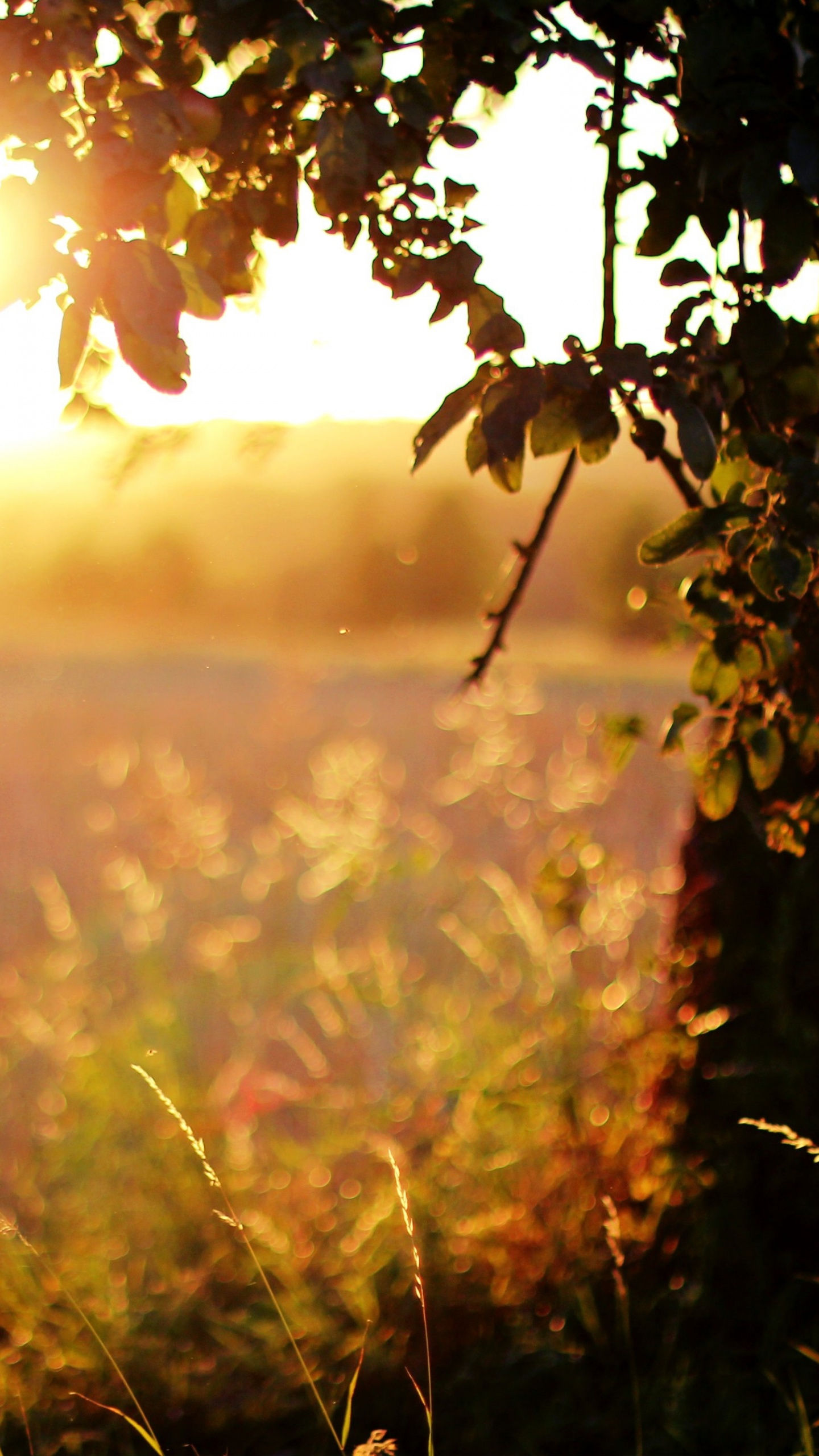 Champ D'herbe Verte Près du Plan D'eau Pendant le Coucher du Soleil. Wallpaper in 1440x2560 Resolution