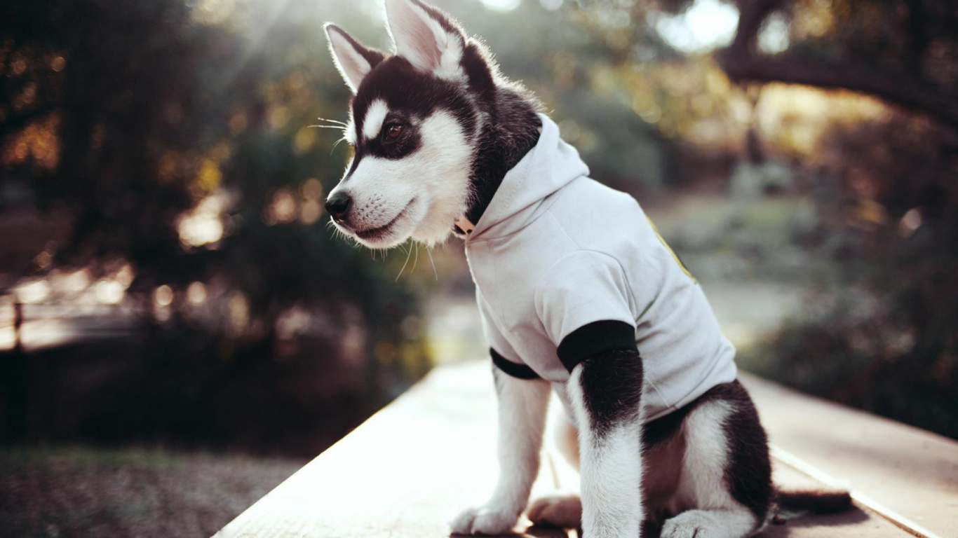 Schwarz-weißer Siberian Husky-Welpe in Weißer Jacke. Wallpaper in 1366x768 Resolution