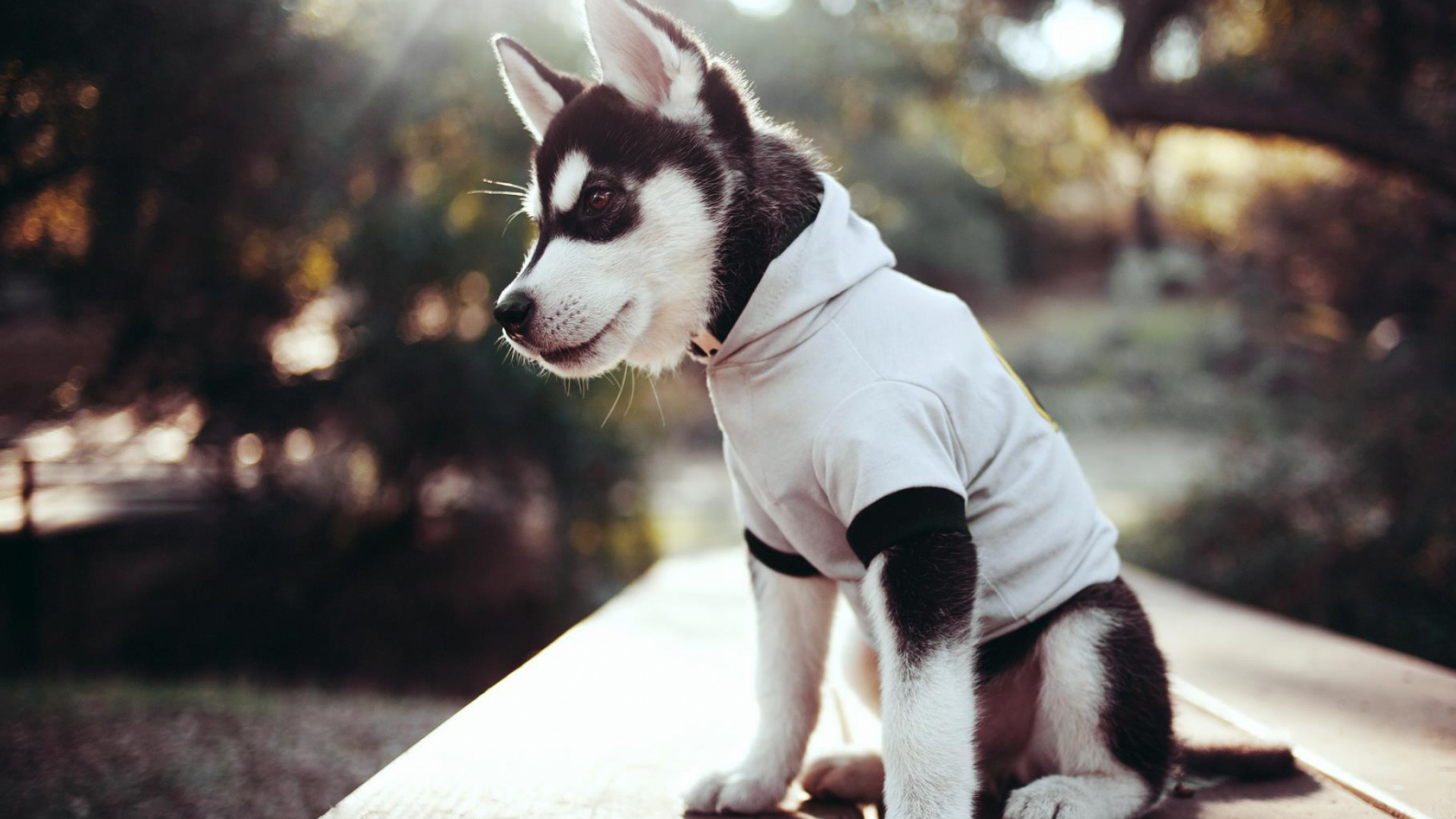 Schwarz-weißer Siberian Husky-Welpe in Weißer Jacke. Wallpaper in 1920x1080 Resolution