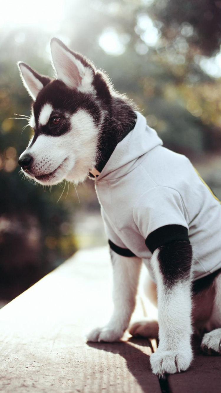 Schwarz-weißer Siberian Husky-Welpe in Weißer Jacke. Wallpaper in 750x1334 Resolution
