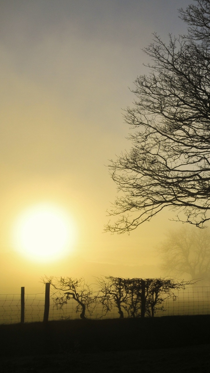 Arbre nu Sur Terrain D'herbe Verte Pendant le Coucher du Soleil. Wallpaper in 720x1280 Resolution