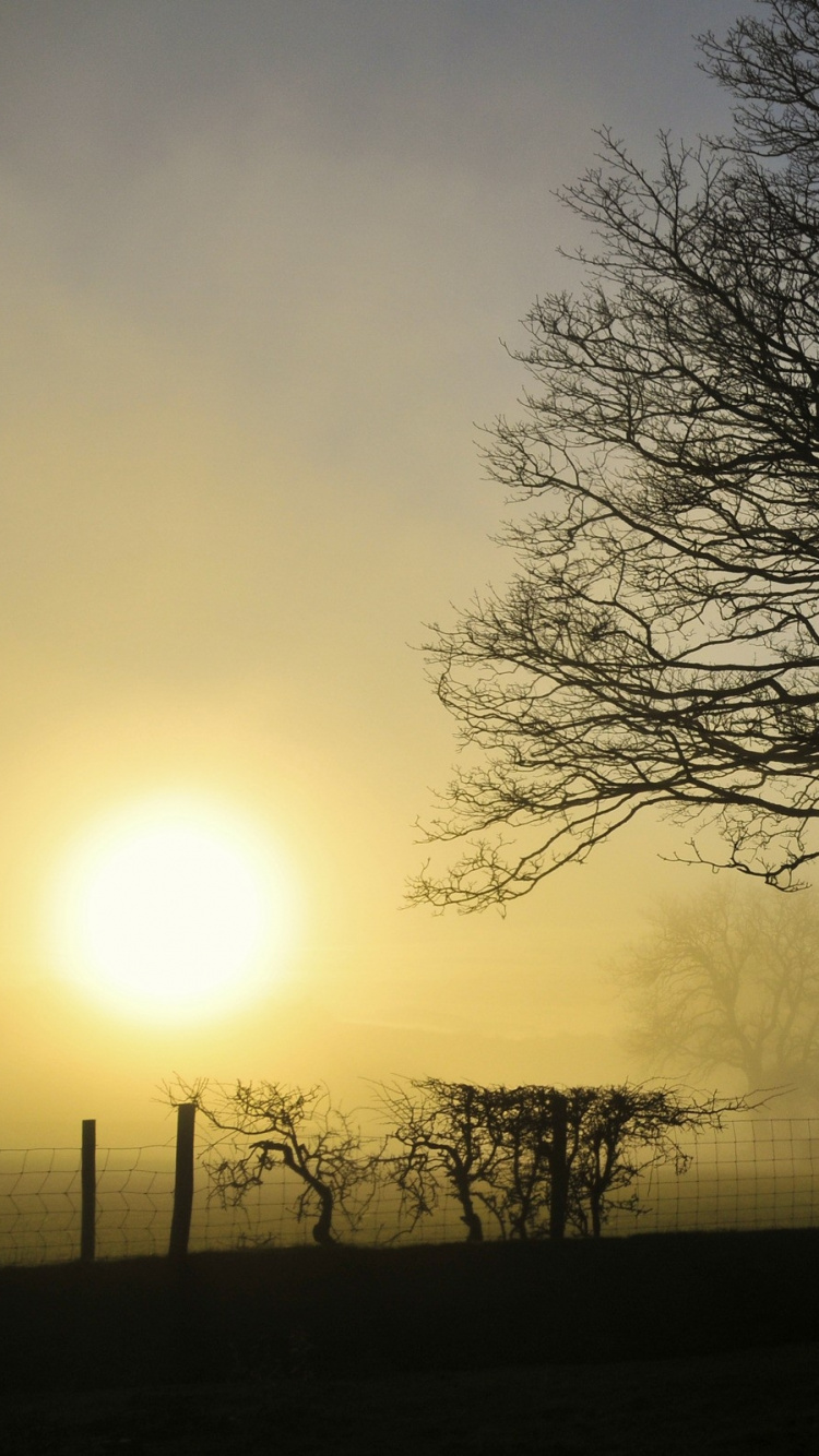 Bare Tree on Green Grass Field During Sunset. Wallpaper in 750x1334 Resolution