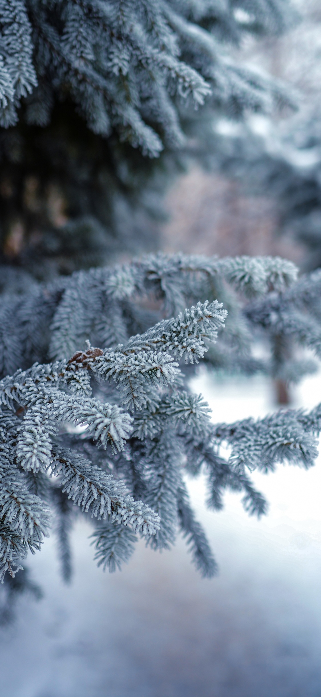 Green Pine Tree Covered With Snow. Wallpaper in 1125x2436 Resolution