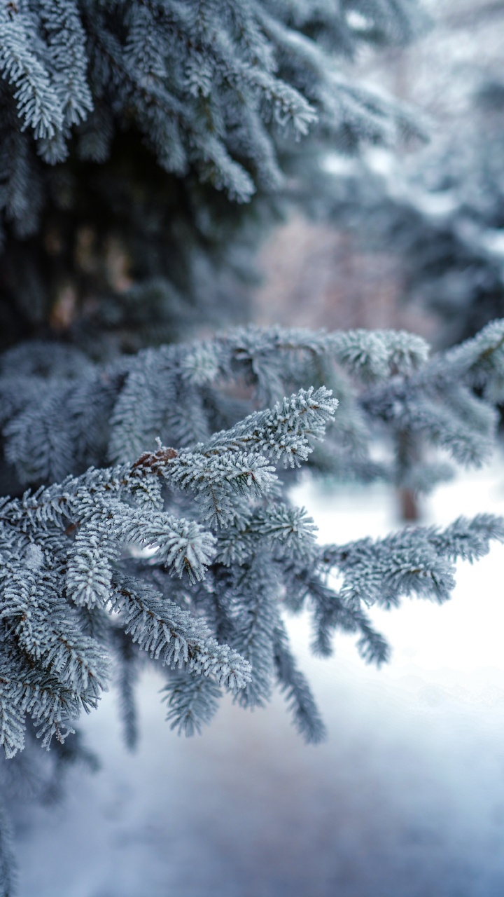 Green Pine Tree Covered With Snow. Wallpaper in 720x1280 Resolution