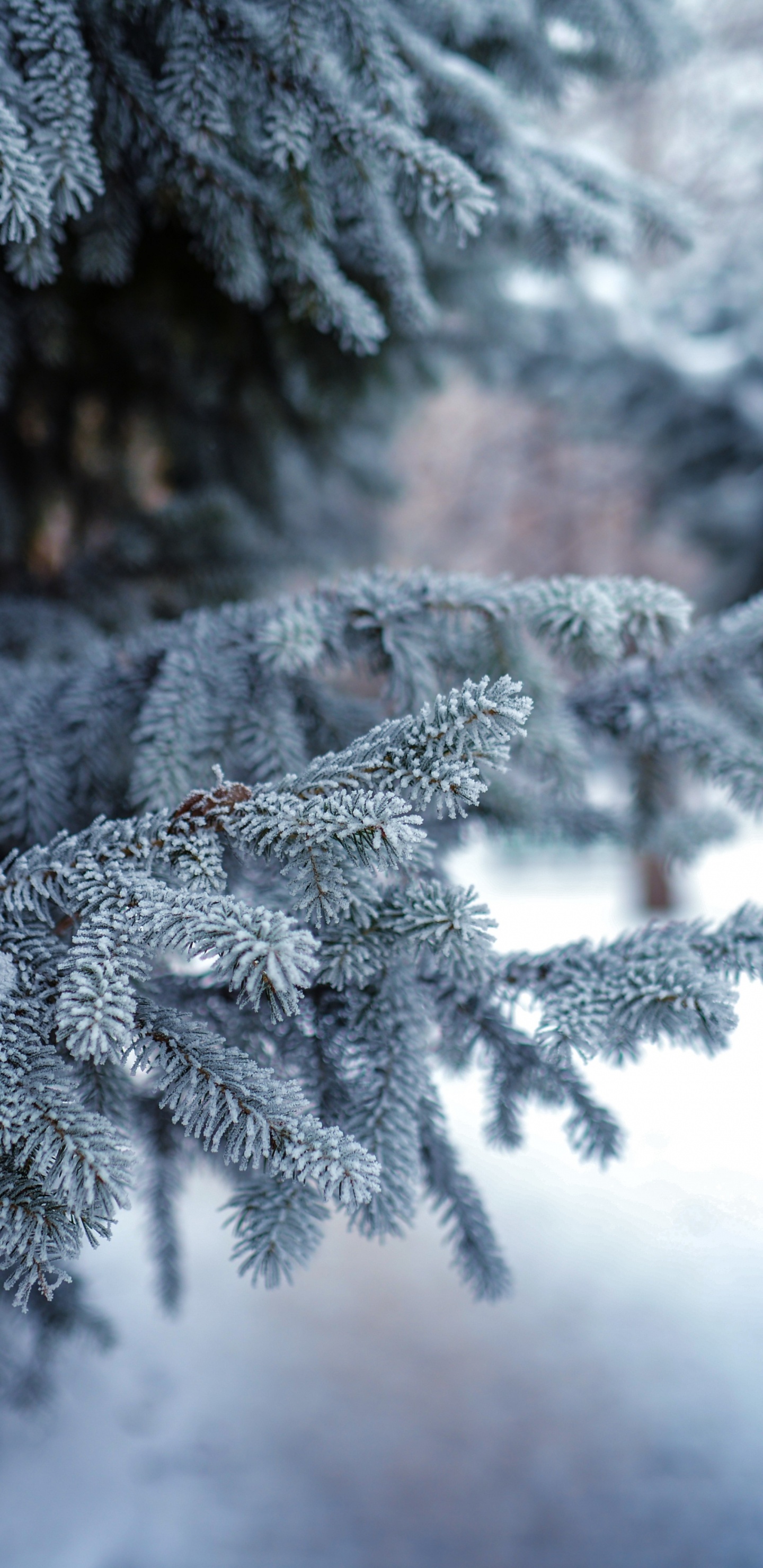 Pino Verde Cubierto de Nieve. Wallpaper in 1440x2960 Resolution