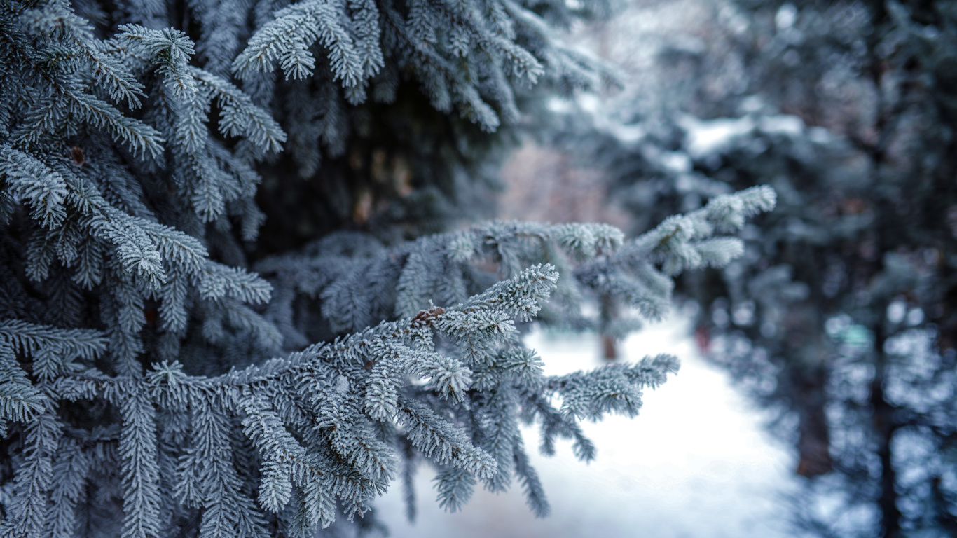 冬天, 冻结, 温带针叶林, 性质, 木本植物 壁纸 1366x768 允许
