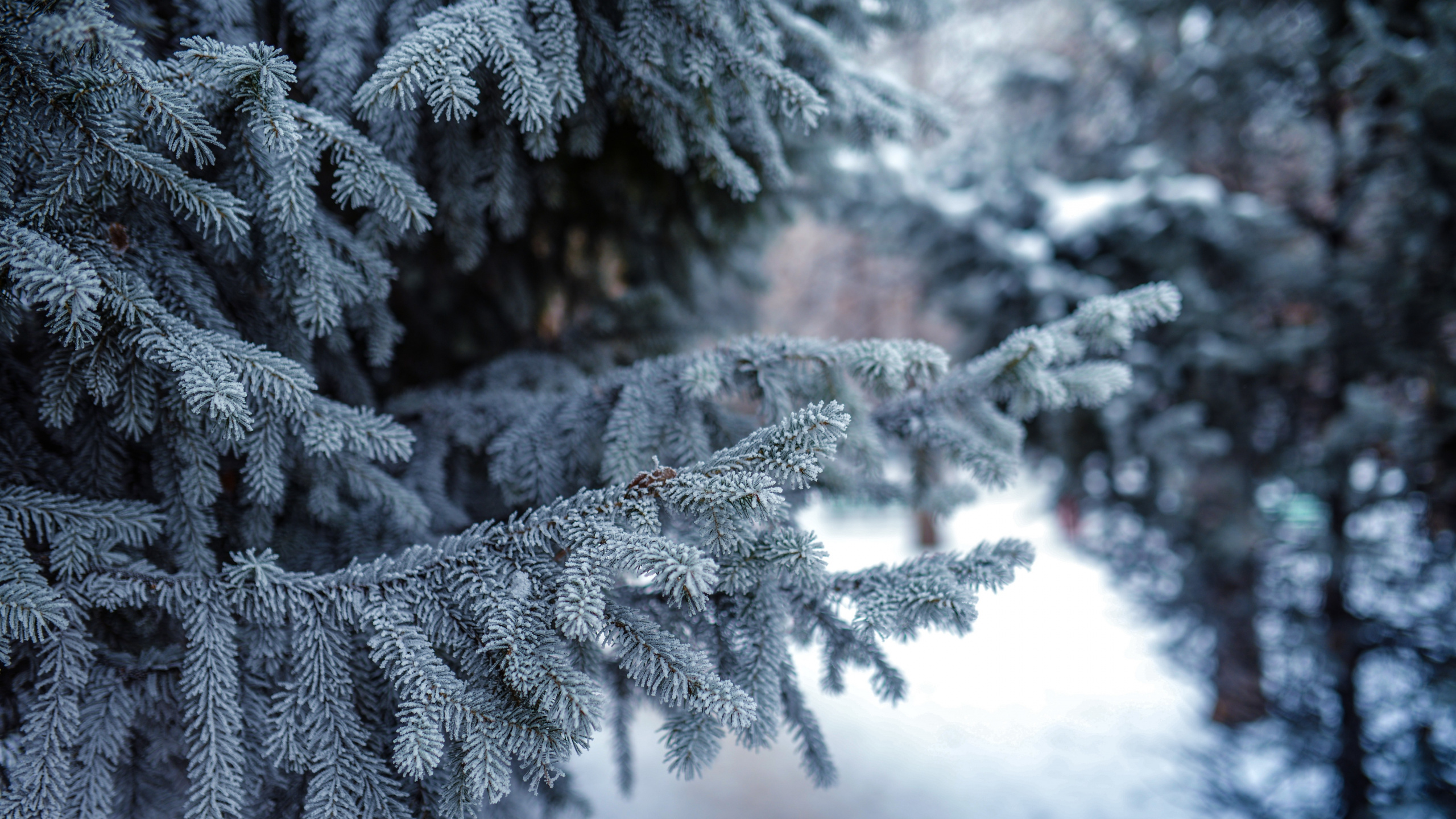 冬天, 冻结, 温带针叶林, 性质, 木本植物 壁纸 2560x1440 允许