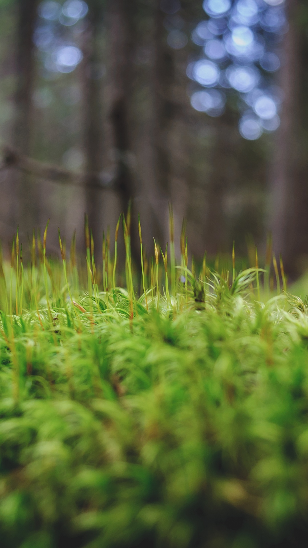 Green Grass in Tilt Shift Lens. Wallpaper in 1080x1920 Resolution