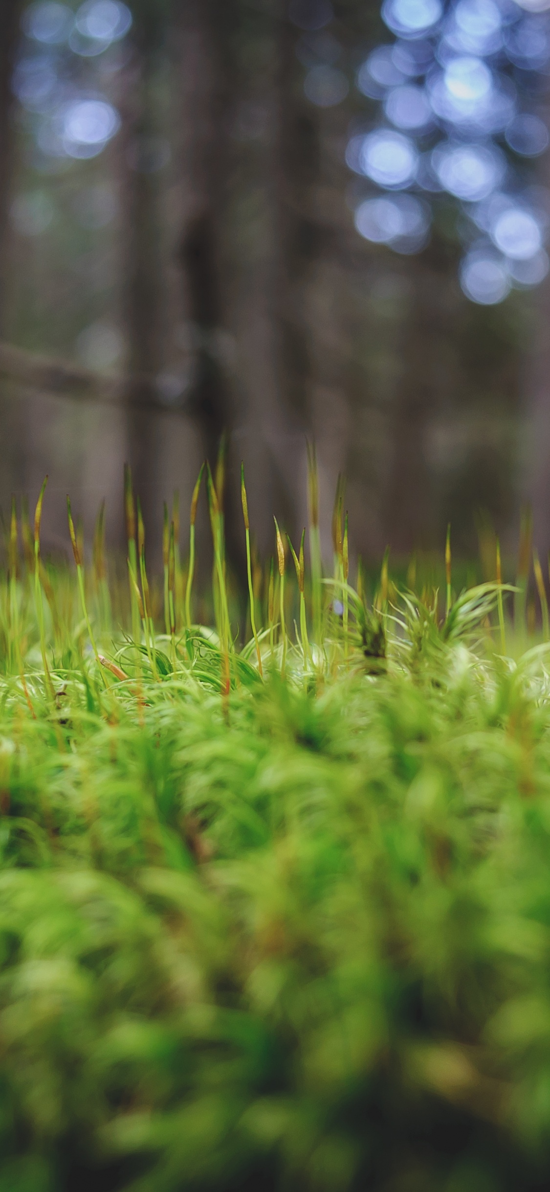 Green Grass in Tilt Shift Lens. Wallpaper in 1125x2436 Resolution