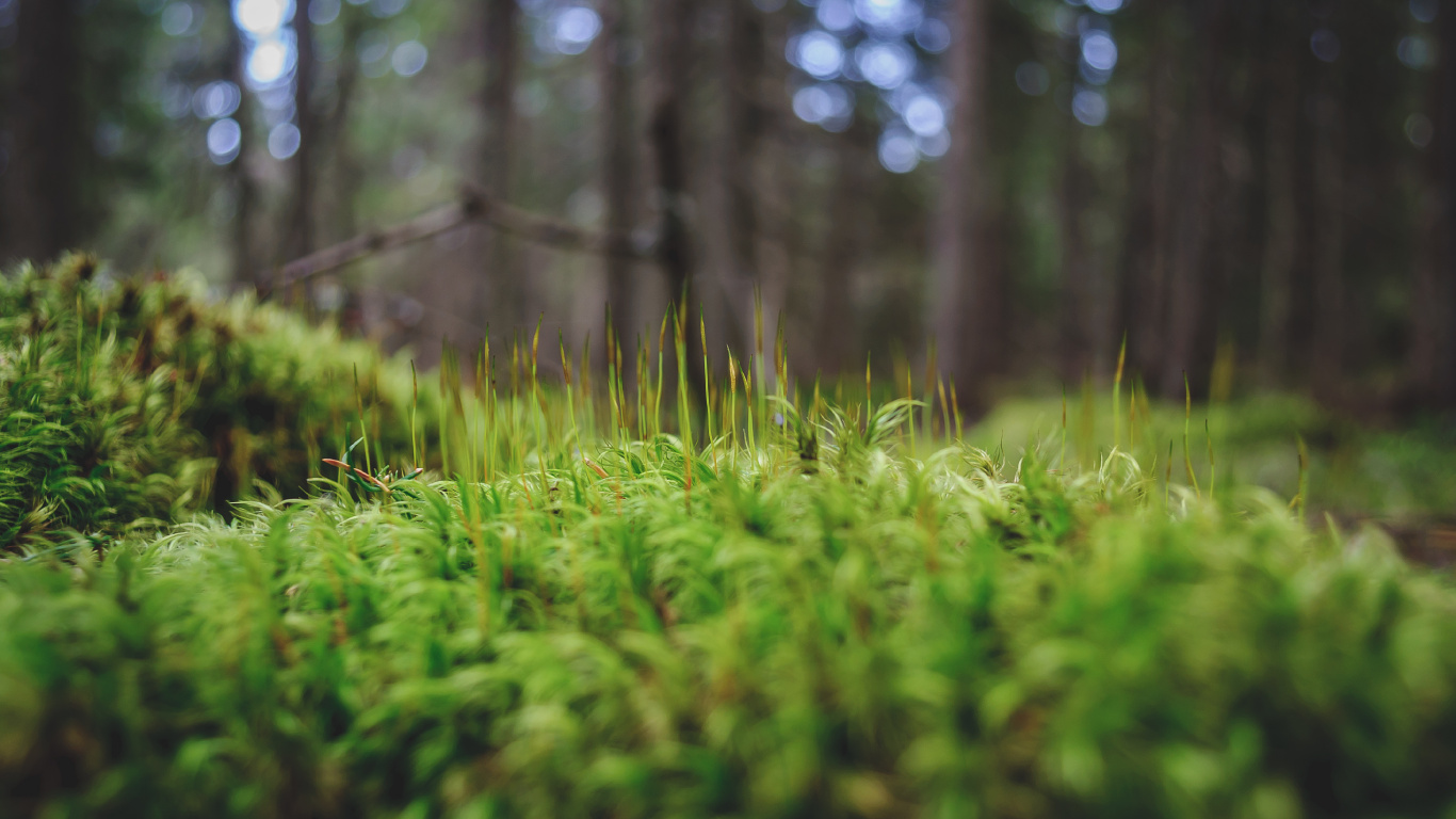 Green Grass in Tilt Shift Lens. Wallpaper in 1366x768 Resolution