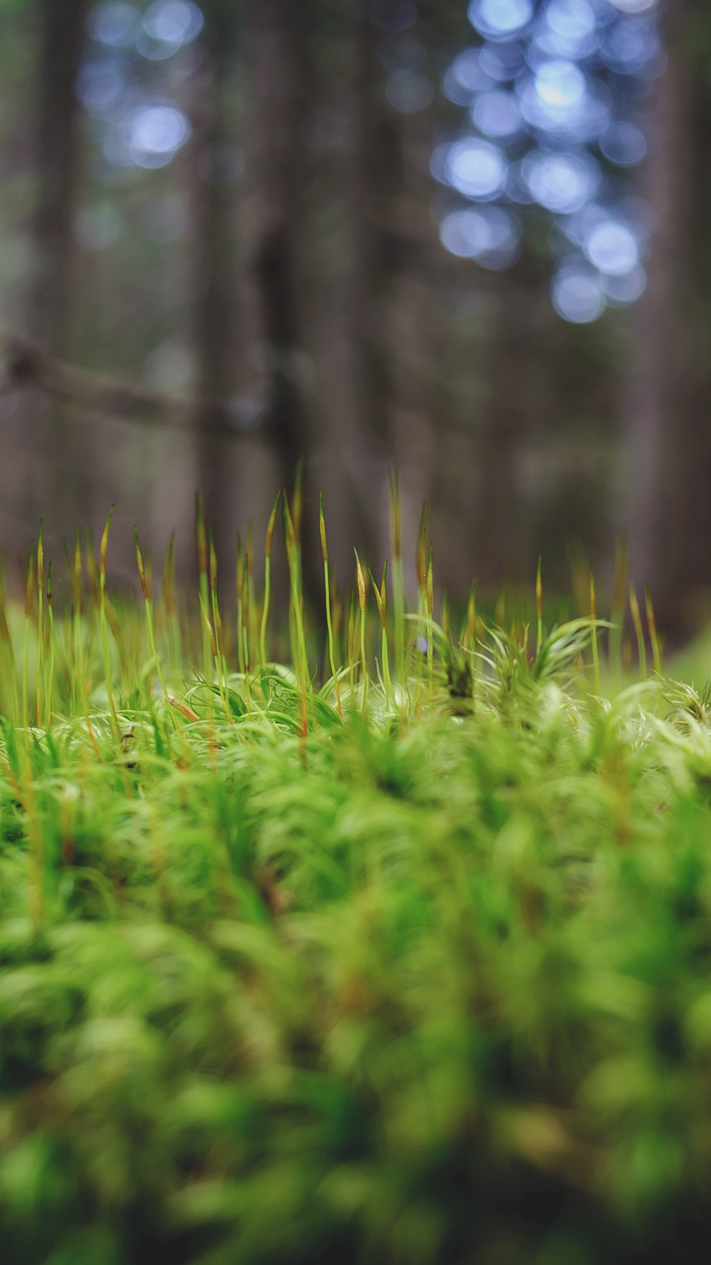 Green Grass in Tilt Shift Lens. Wallpaper in 1440x2560 Resolution