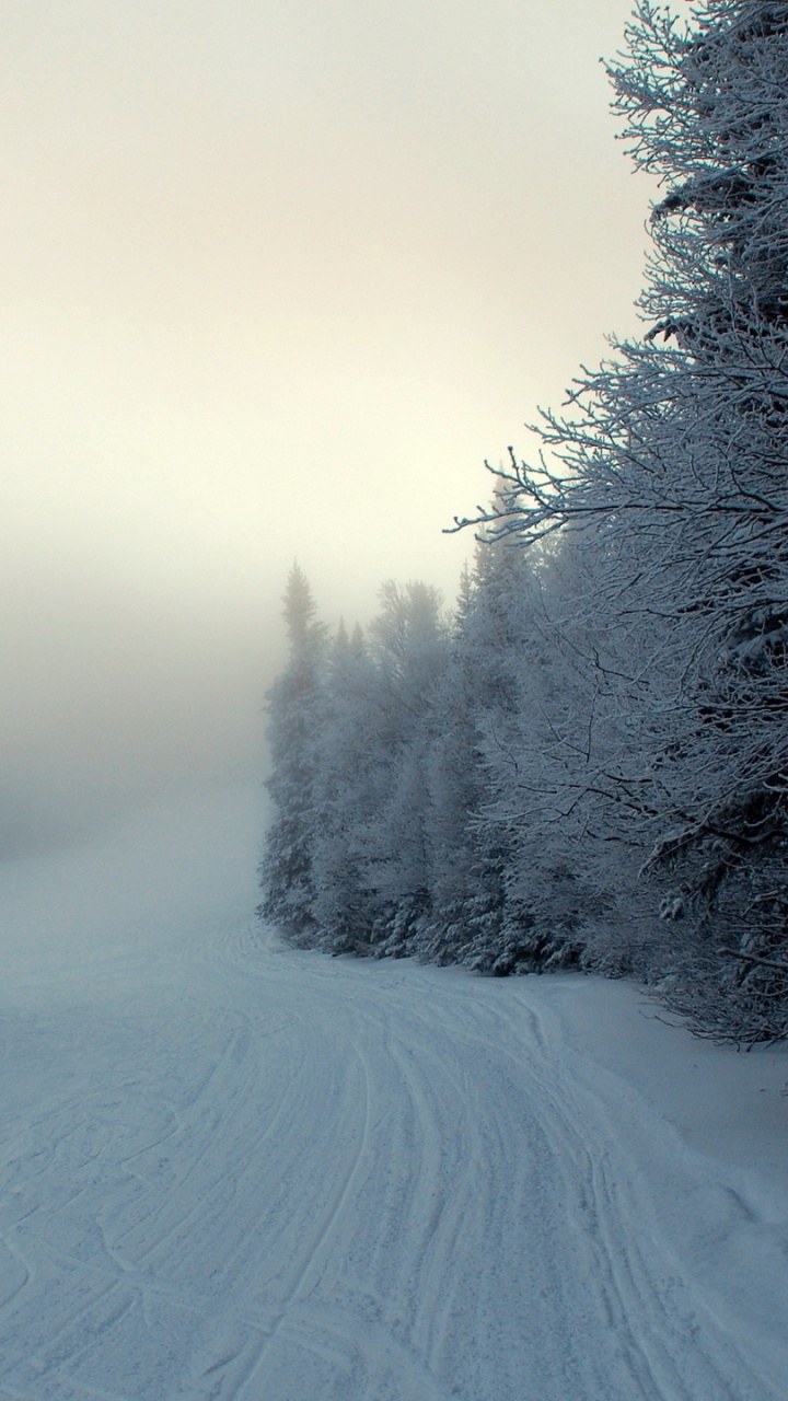 Route Couverte de Neige Entre Les Arbres. Wallpaper in 720x1280 Resolution