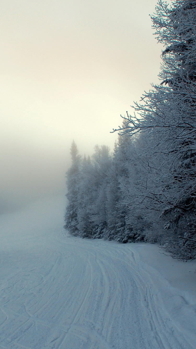 Camino Cubierto de Nieve Entre Árboles. Wallpaper in 750x1334 Resolution