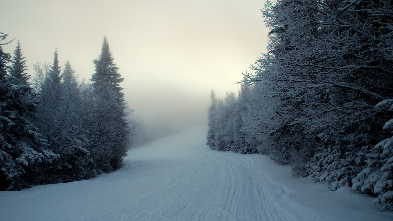 Snow Covered Road Between Trees. Wallpaper in 1366x768 Resolution
