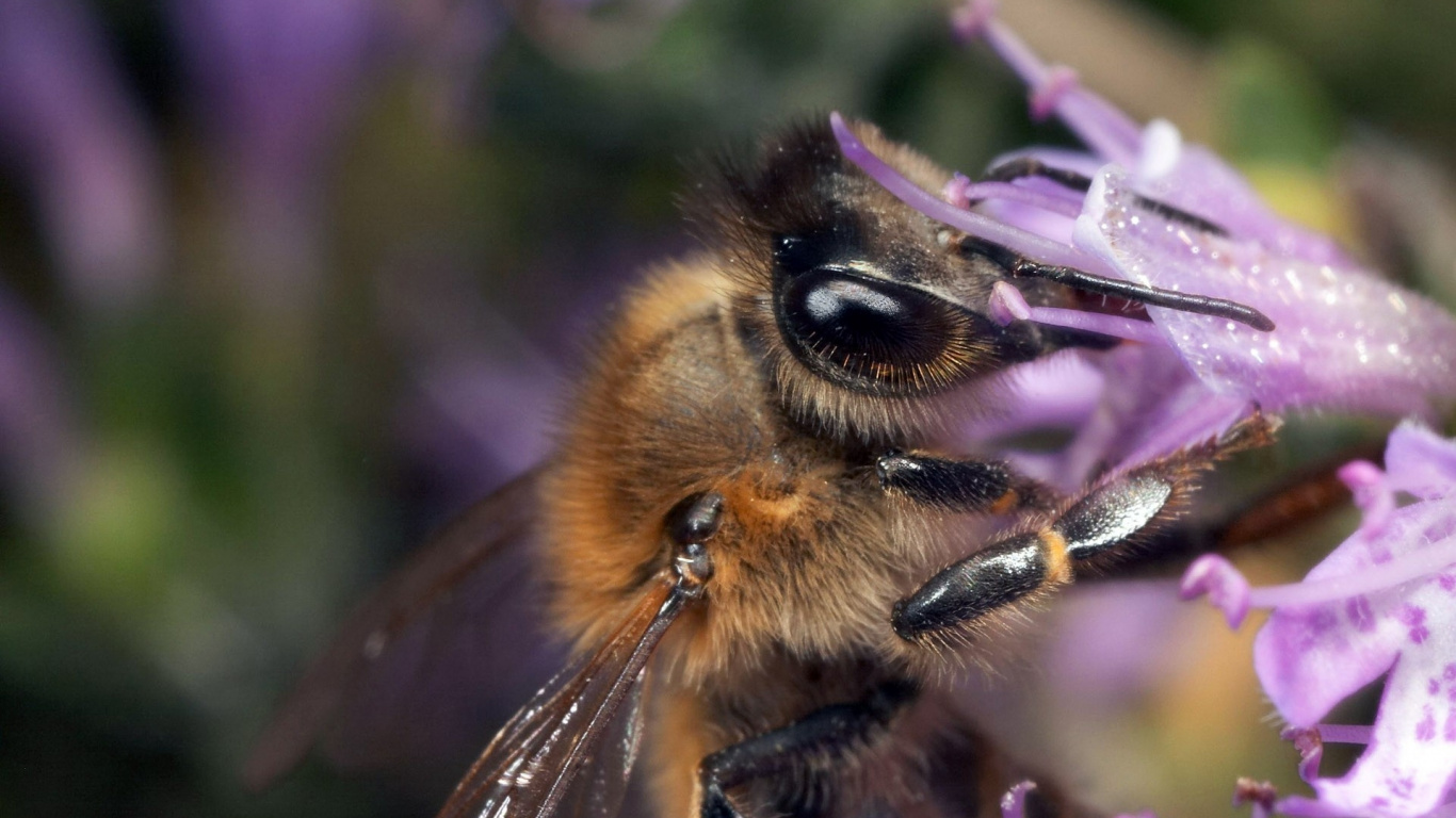 Abeille Brune et Noire Sur Fleur Violette. Wallpaper in 1366x768 Resolution