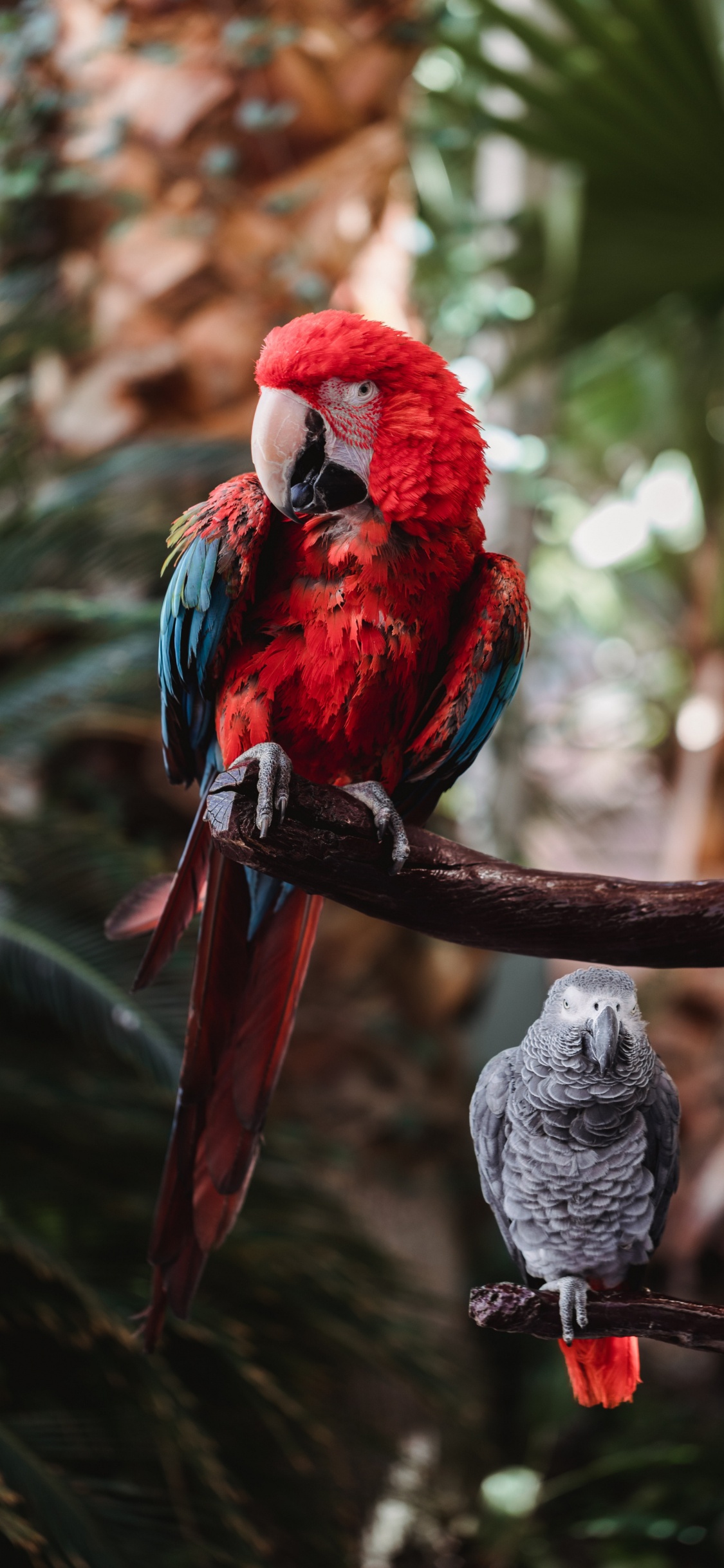 Beak, Birds, Parrots, Hyacinth Macaw, Macaw. Wallpaper in 1125x2436 Resolution