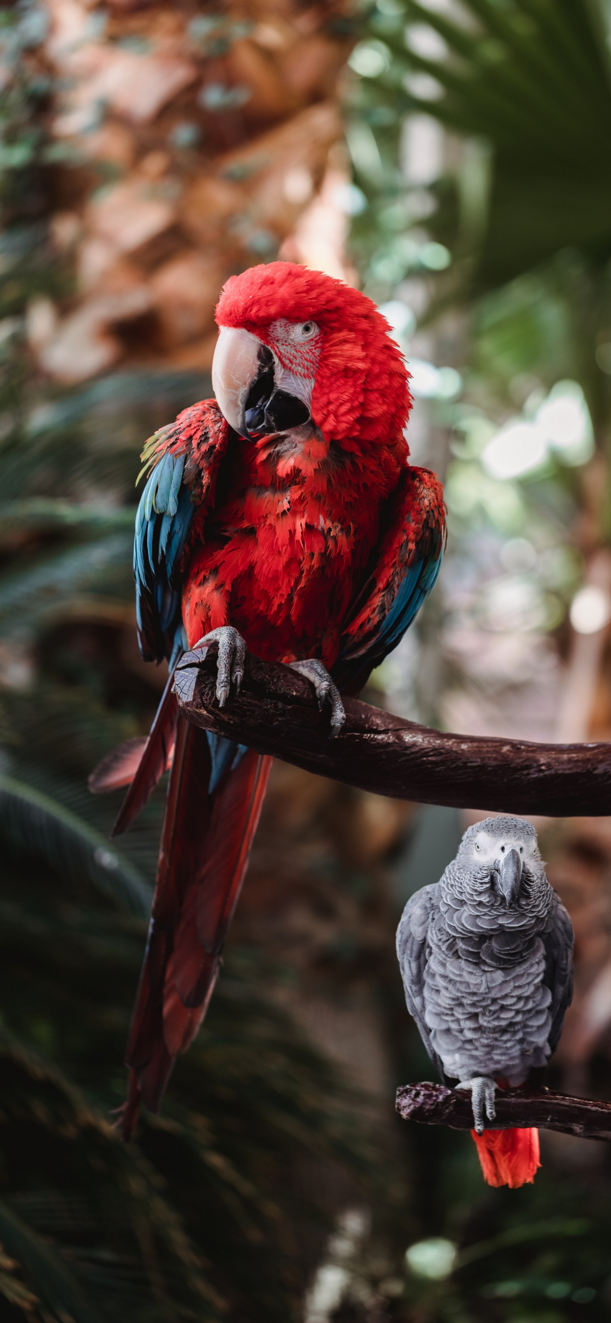 Beak, Birds, Parrots, Hyacinth Macaw, Macaw. Wallpaper in 1242x2688 Resolution