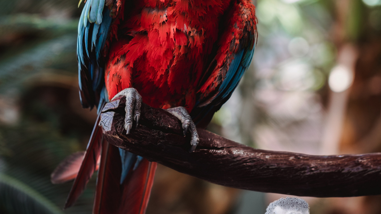 Beak, Birds, Parrots, Hyacinth Macaw, Macaw. Wallpaper in 1280x720 Resolution