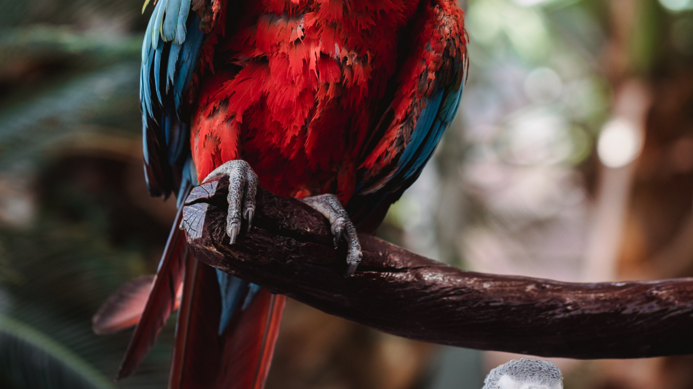 Beak, Birds, Parrots, Hyacinth Macaw, Macaw. Wallpaper in 1366x768 Resolution
