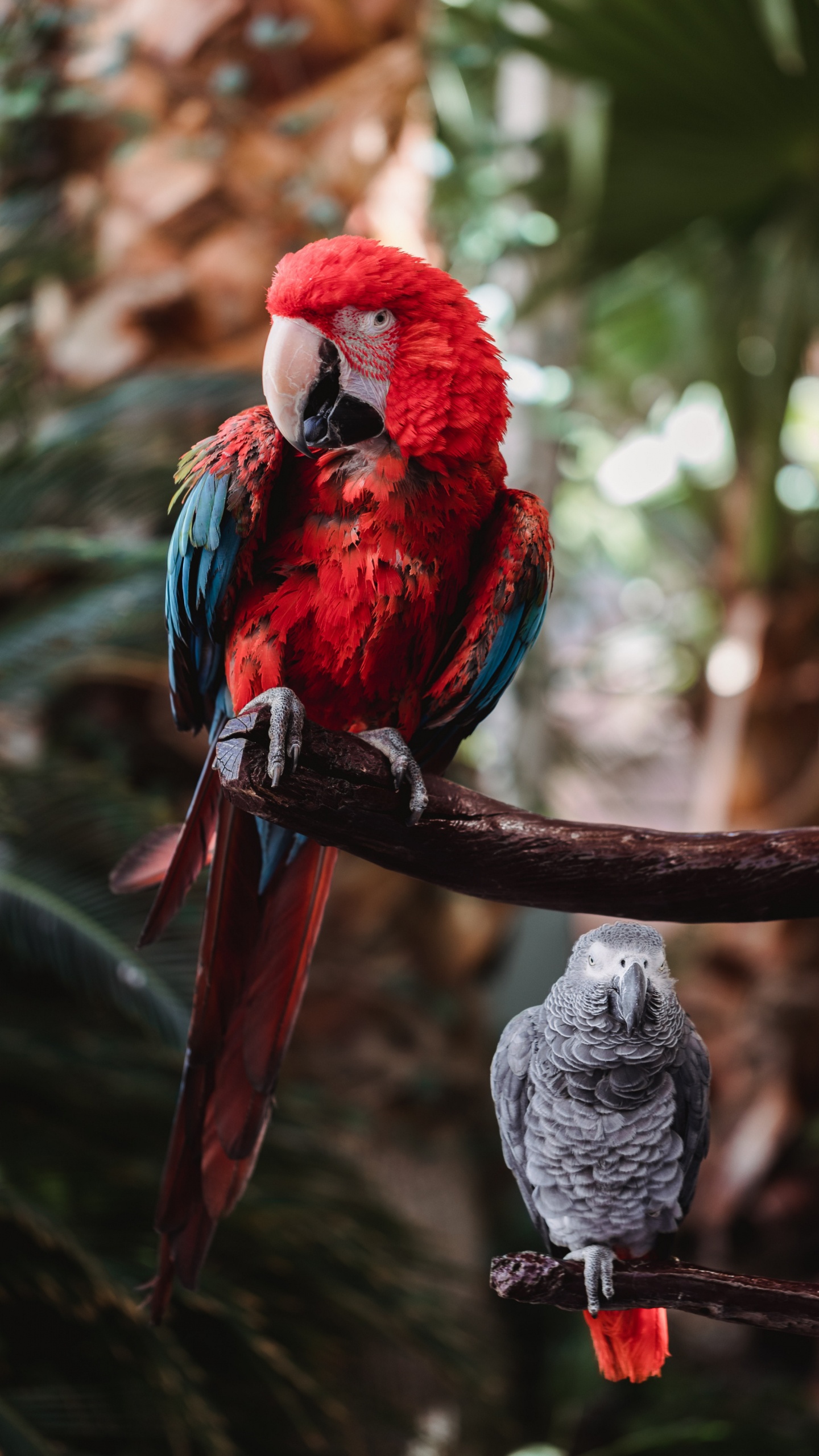 Beak, Birds, Parrots, Hyacinth Macaw, Macaw. Wallpaper in 1440x2560 Resolution