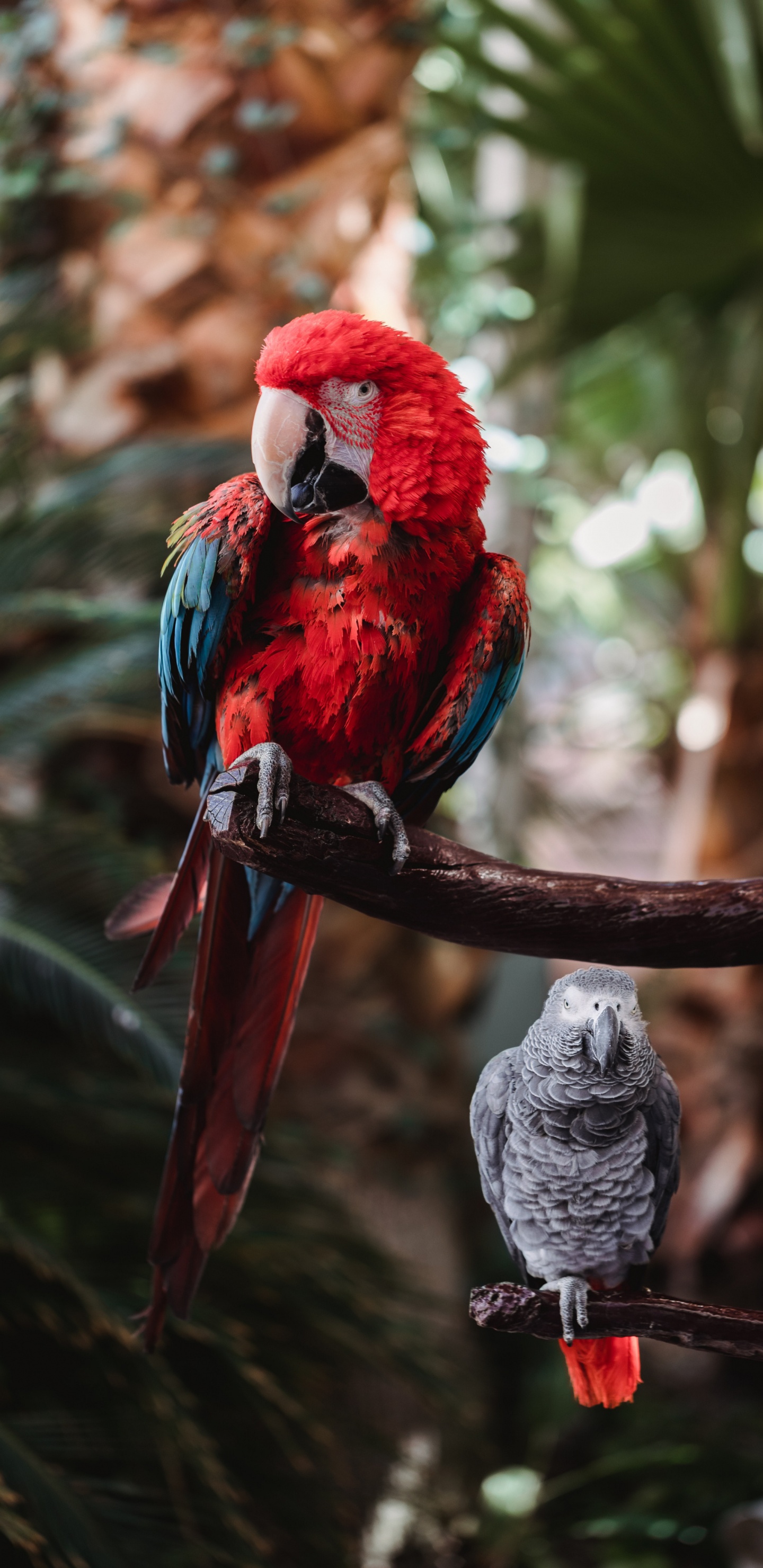Beak, Birds, Parrots, Hyacinth Macaw, Macaw. Wallpaper in 1440x2960 Resolution