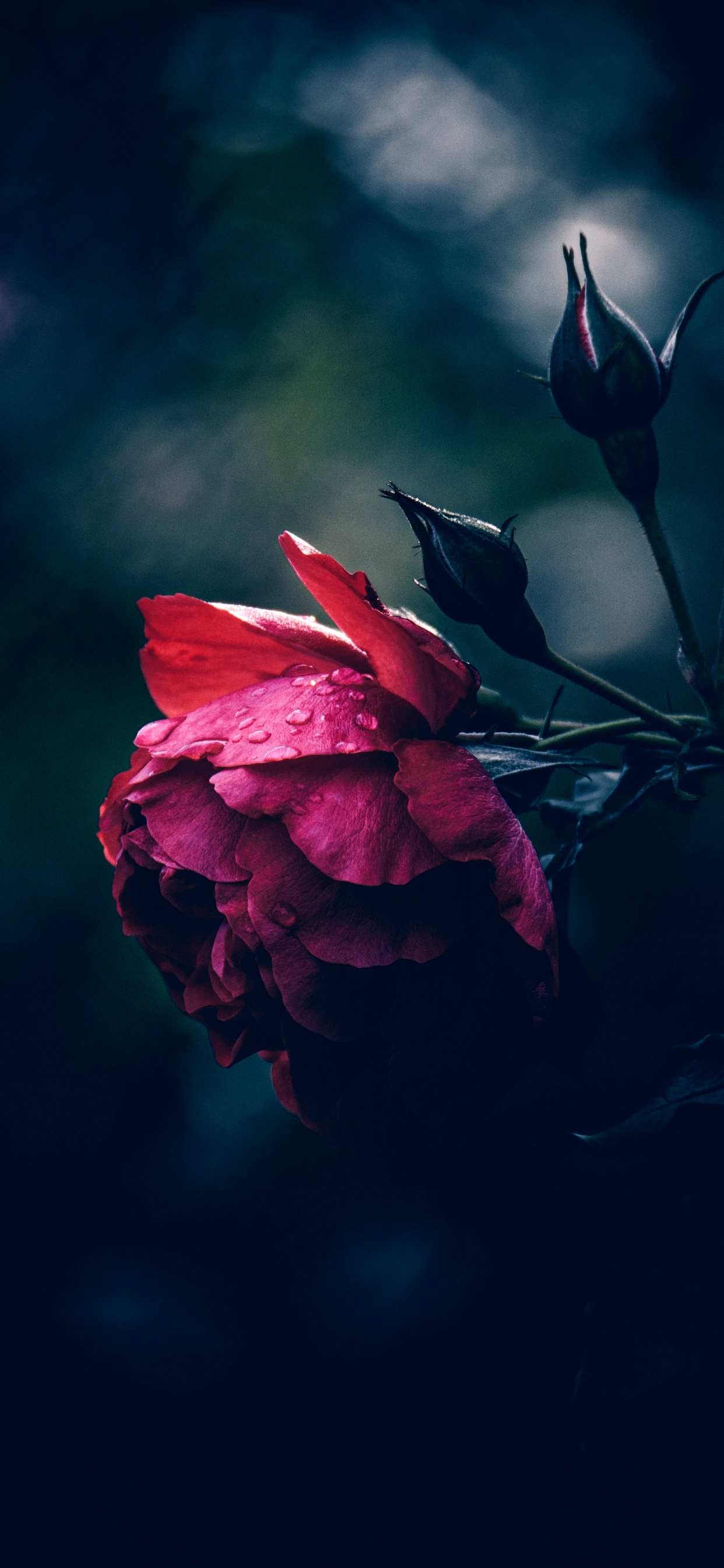 Flora, Desiring God, Soundcloud, Flower, Atmosphere. Wallpaper in 1242x2688 Resolution