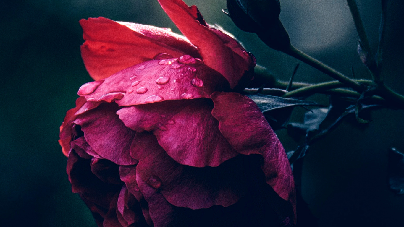 Flora, Desiring God, Soundcloud, Flower, Atmosphere. Wallpaper in 1366x768 Resolution