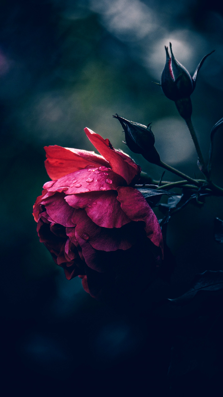 菌群, 希望上帝, 气氛, 粉红色, 树枝 壁纸 750x1334 允许