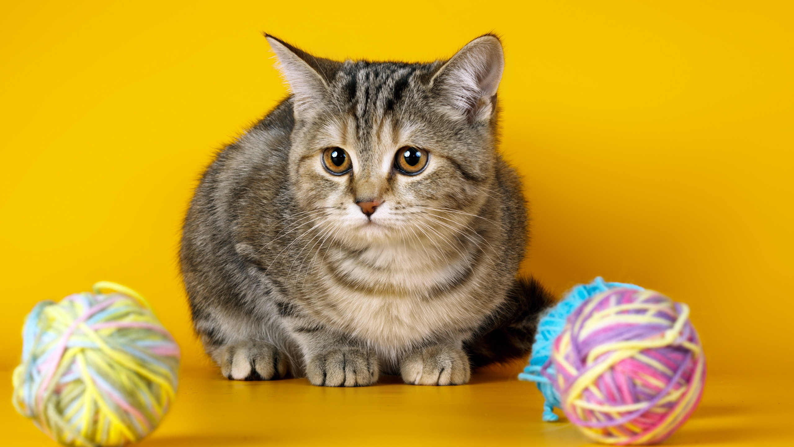 Silber Getigerte Katze Auf Gelbem Und Blauem Textil. Wallpaper in 2560x1440 Resolution