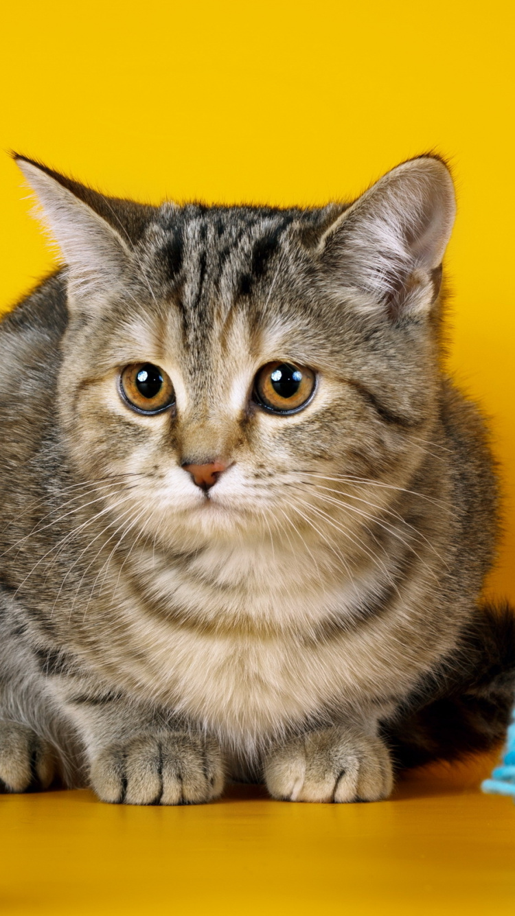 Silber Getigerte Katze Auf Gelbem Und Blauem Textil. Wallpaper in 750x1334 Resolution