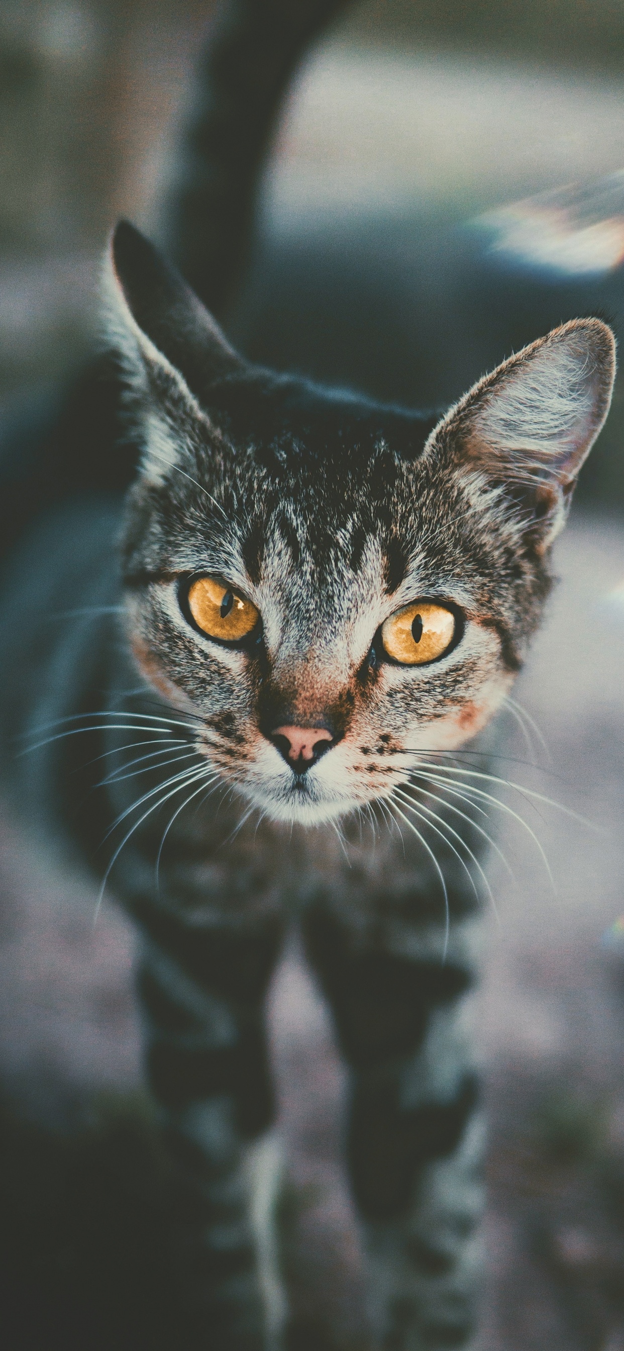 Chat Noir et Blanc Dans L'objectif à Basculement. Wallpaper in 1242x2688 Resolution