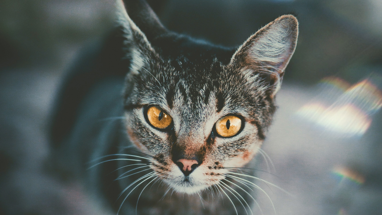 Black and White Cat in Tilt Shift Lens. Wallpaper in 1280x720 Resolution