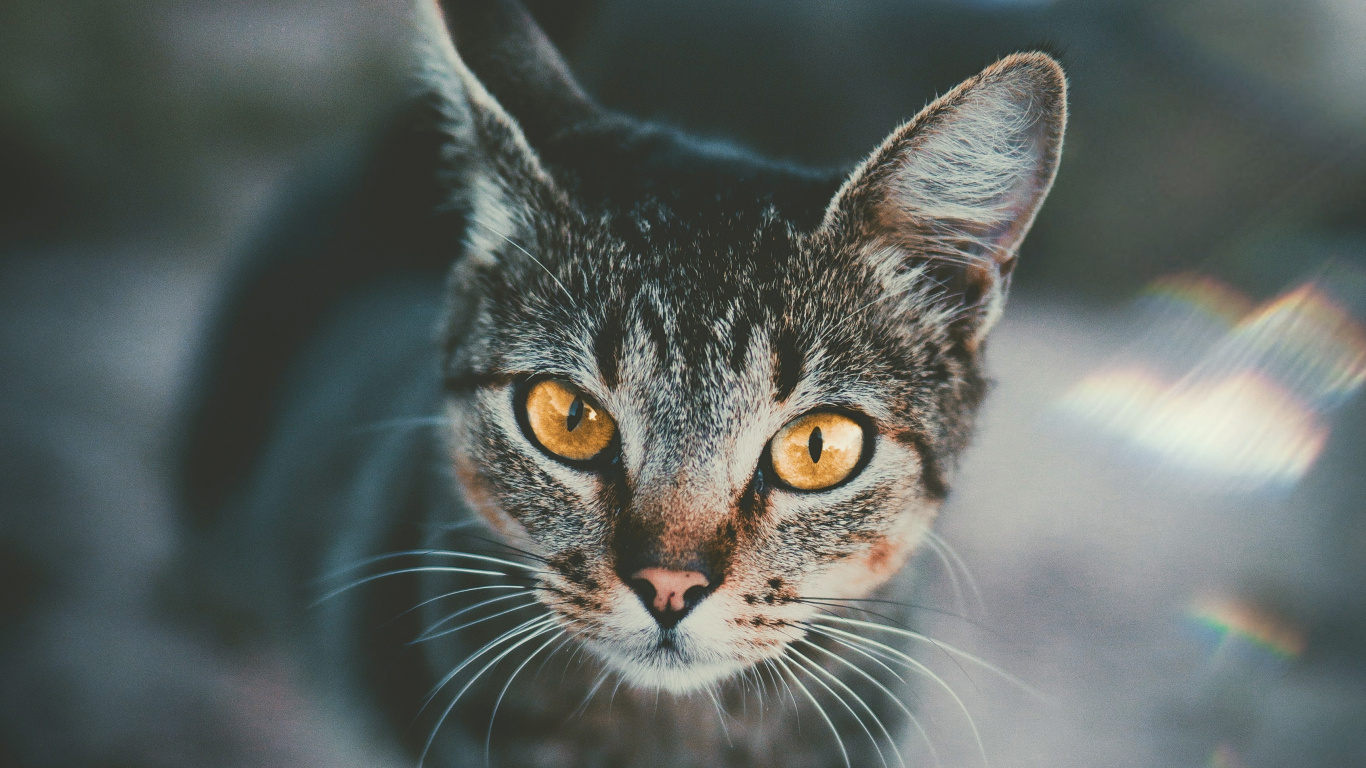 Black and White Cat in Tilt Shift Lens. Wallpaper in 1366x768 Resolution