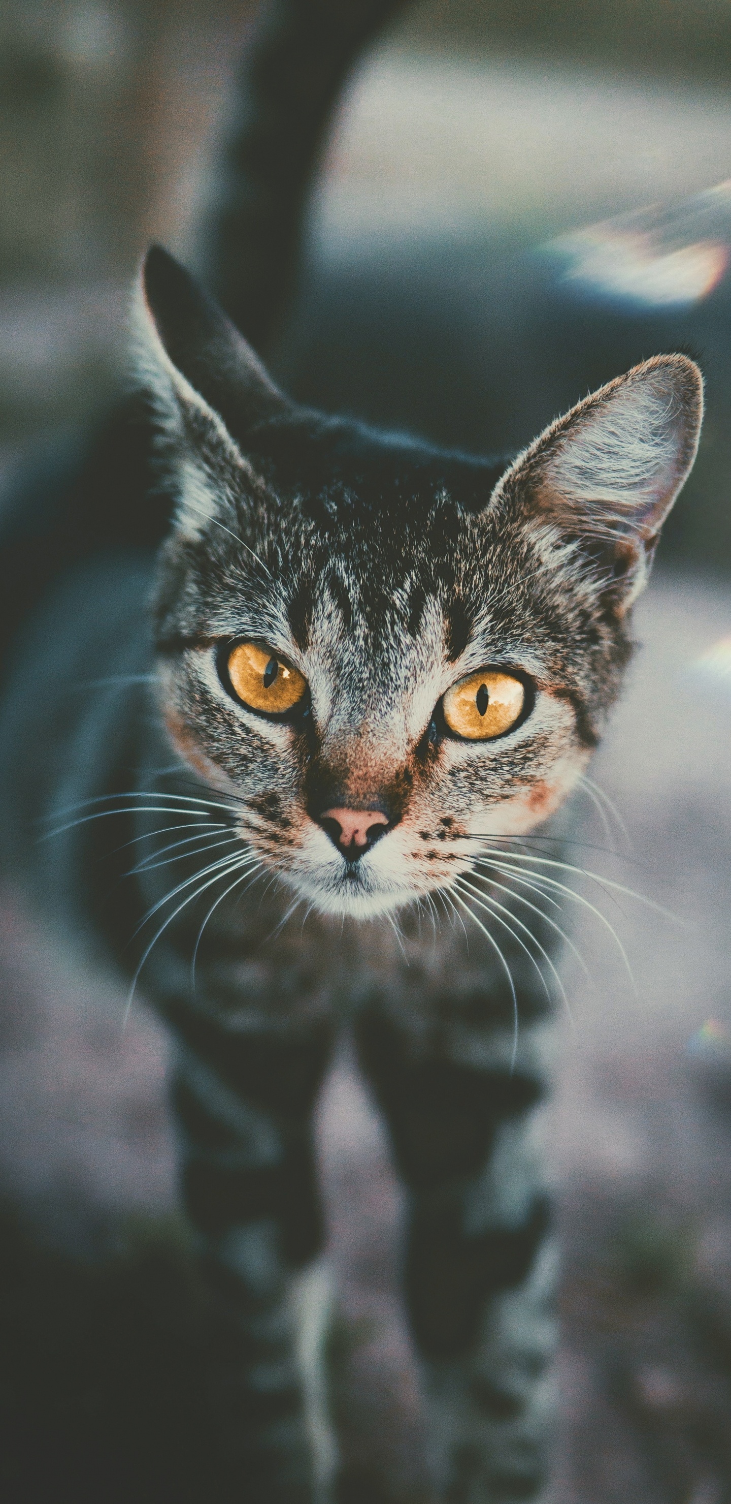 Black and White Cat in Tilt Shift Lens. Wallpaper in 1440x2960 Resolution