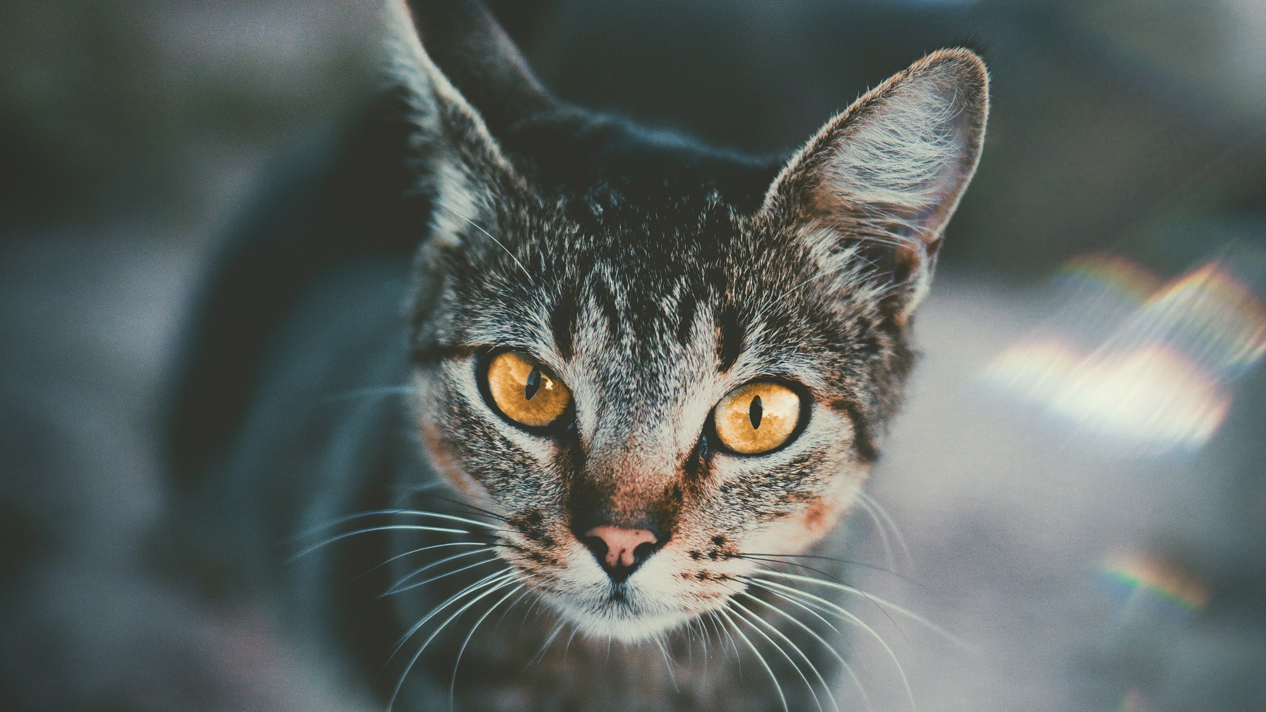 Black and White Cat in Tilt Shift Lens. Wallpaper in 2560x1440 Resolution