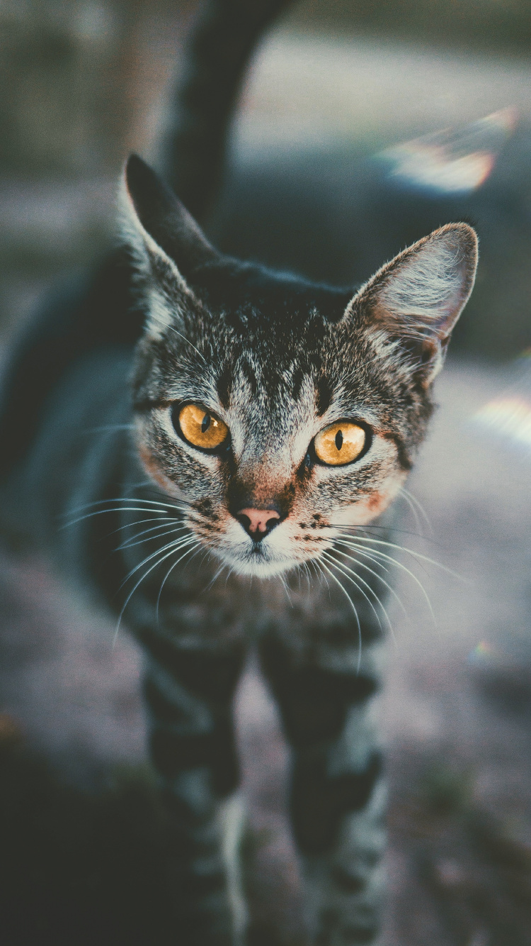 Black and White Cat in Tilt Shift Lens. Wallpaper in 750x1334 Resolution