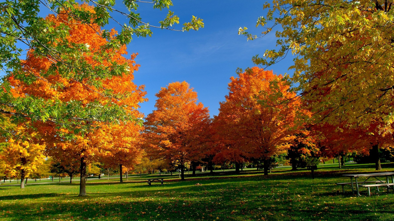 Orange and Yellow Leaf Trees on Green Grass Field Under Blue Sky During Daytime. Wallpaper in 1366x768 Resolution